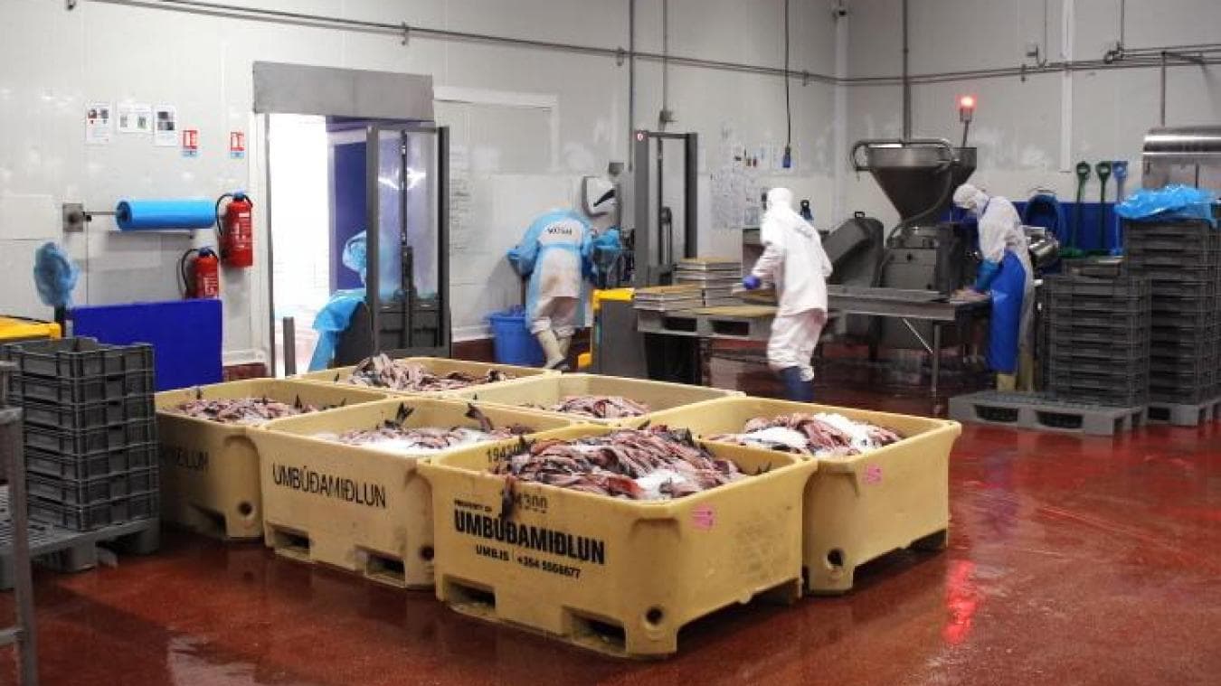 Usine COLTA FISH - Image 1